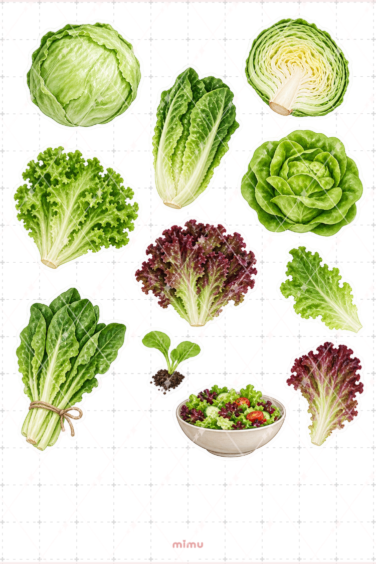 Marul Lettuce Sticker Seti Yeşillik Sebze Temalı Dekoratif 2'li Etiket
